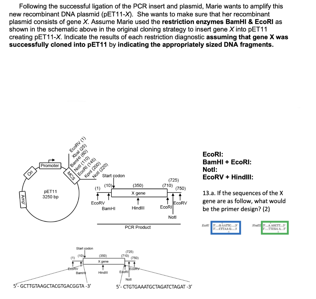 Following The Successful Ligation Of The Pcr Insert And Plasmid Marie Wants To Amplify This New Recombinant Dna Plasmid 1