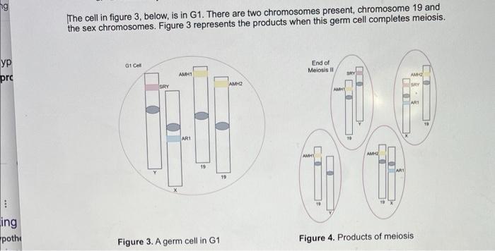 The Cell In Figure 3 Below Is In G1 There Are Two Chromosomes Present Chromosome 19 And The Sex Chromosomes Figure 1