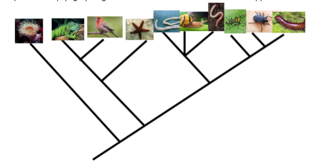 Which Type Of Characteristic A B Or C Is The Most Useful For Determining Evolutionary Relationships Explain How You 1
