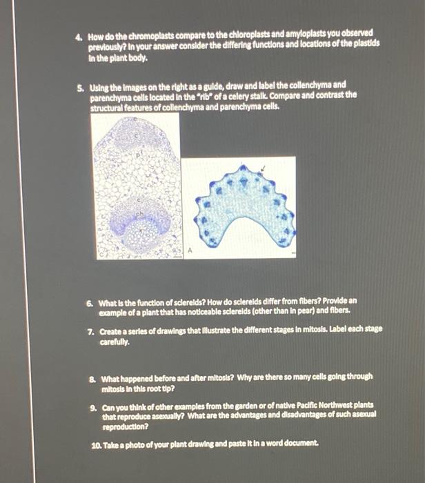 4 How Do The Chromoplasts Compare To The Chloroplasts And Am Loplasts You Observed Prevouslypin Youranswer Consider The 1