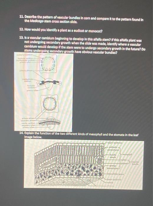 4 How Do The Chromoplasts Compare To The Chloroplasts And Am Loplasts You Observed Prevouslypin Youranswer Consider The 2