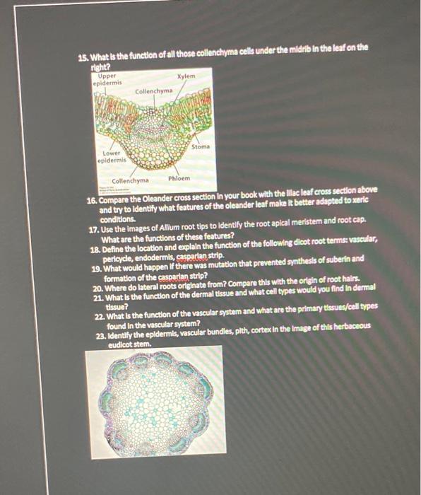 4 How Do The Chromoplasts Compare To The Chloroplasts And Am Loplasts You Observed Prevouslypin Youranswer Consider The 3
