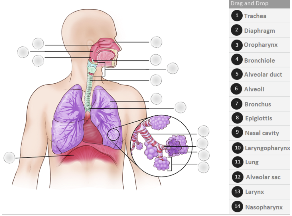 Drag And Drop 1 Trachea 2 Diaphragm 3 Oropharynx 4 Bronchiole 5 Alveolar Duct 6 Alveoli 7 Bronchus 8 Epiglottis 9 Nasal 1