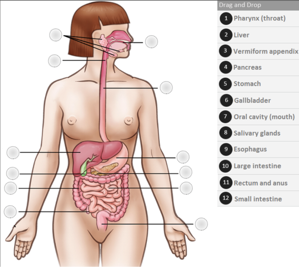 Drag And Drop 1 Pharynx Throat 2 Liver 3 Vermiform Appendix 4 Pancreas 5 Stomach 6 Gallbladder 7 8 Salivary Glands 9 E 1