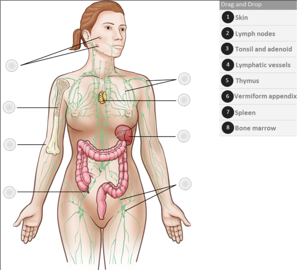 Drag And Drop 1 Skin 2 Lymph Nodes 3 Tonsil And Adenoid 4 Lymphatic Vessels 5 Thymus 6 Vermiform Appendix 7 Spleen 8 Bon 1