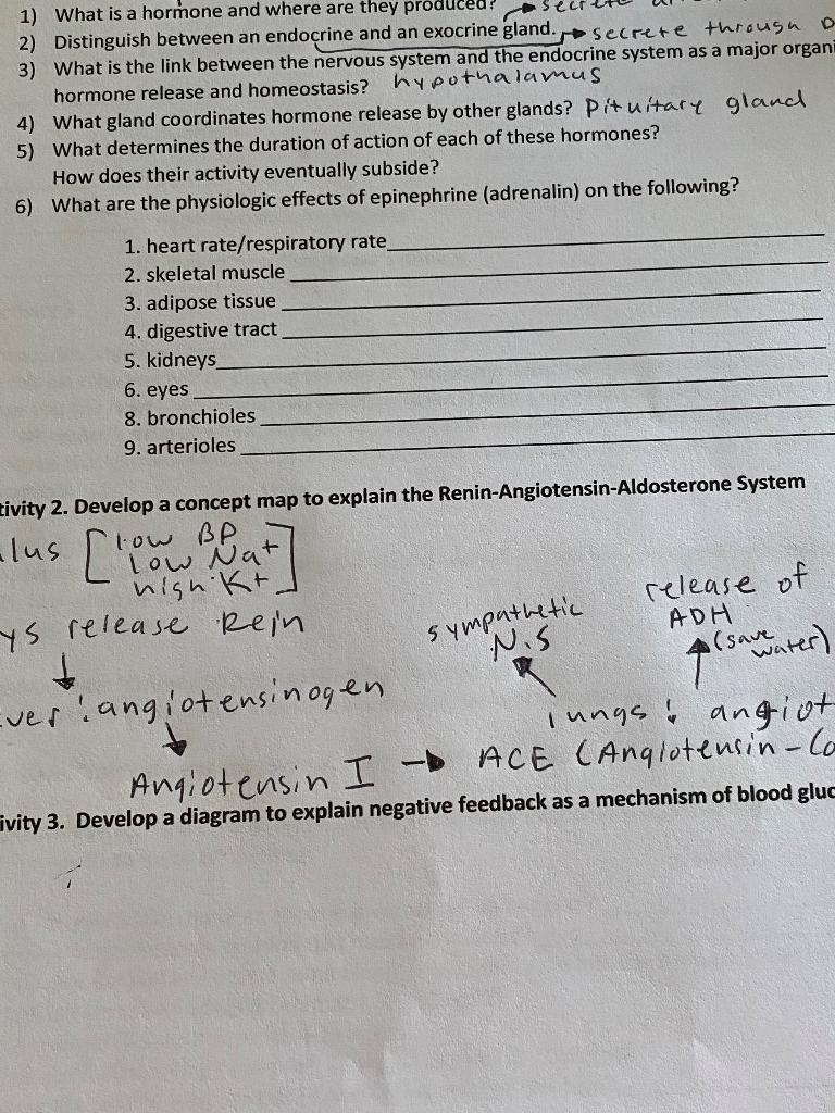 5 What Determines The Duration Of Action Of Each Of These Hormones How Does Their Activity Eventually Subside 6 What 1
