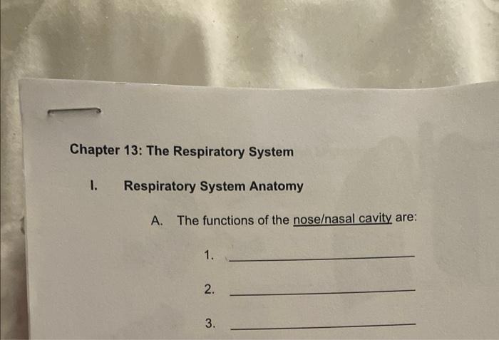 Chapter 13 The Respiratory System Respiratory System Anatomy A The Functions Of The Nose Nasal Cavity Are 1 1 2 3 1