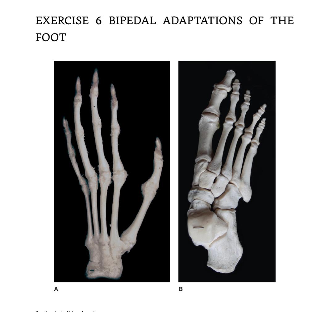 Exercise 6 Bipedal Adaptations Of The Foot Examine The Skeletal Material Provided By Your Instructor Or The Photos In T 1