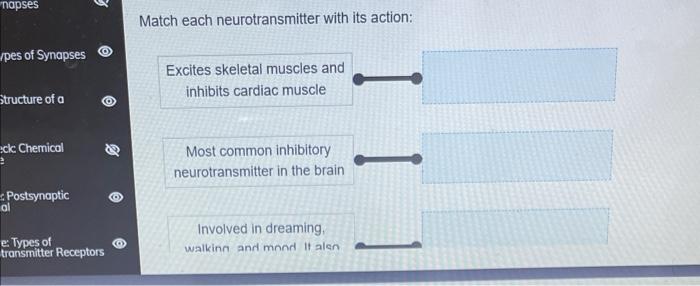 Napses Pes Of Synapses Structure Of A Clc Chemical Postsynaptic Al E Types Of Transmitter Receptors Match Each Neurotr 1