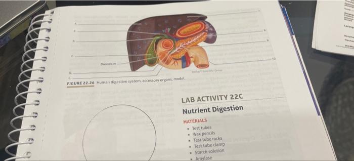 Figure 22 26 Human Digestive System Accessory Organs Model Lab Activity 22c Nutrient Digestion Materials Test Tubes W 1