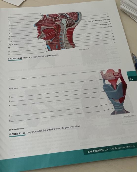 Figure 22 26 Human Digestive System Accessory Organs Model Lab Activity 22c Nutrient Digestion Materials Test Tubes W 3