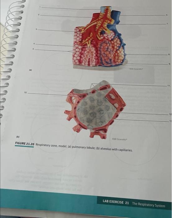 21 Th Tyd Gent Ondern Lary B Figure 21 19 Respiratory System Model A External Structures Anterior View B Lung 3