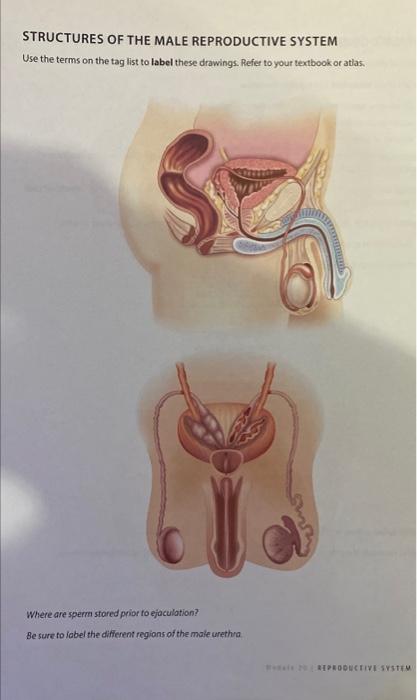 Structures Of The Male Reproductive System Use The Terms On The Tag List To Label These Drawings Refer To Your Textbook 1