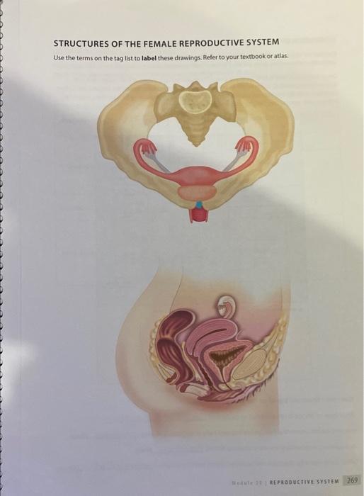 Structures Of The Female Reproductive System Use The Terms On The Tag List To Label These Drawings Refer To Your Textbo 1