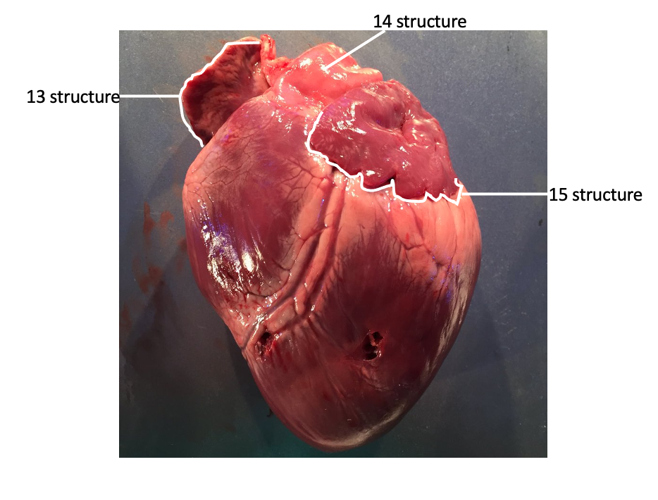 Please Label The Sheep Heart Question 13 15 And 20 34 Sheep Heart Dissection Assignment Many Thanks 1