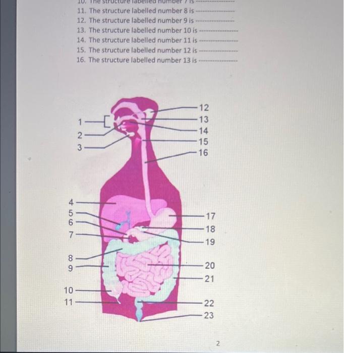 4 7 68 10 11 11 The Structure Labelled Number 8 Is 12 The Structure Labelled Number 9 Is 13 The Structure Labelled Nu 1