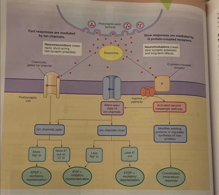 Fast Responses Are Mediated By Ion Channels Chemically Gated Ion Channel Postsynaptic Cell Neurotransmitters Create Rap 1