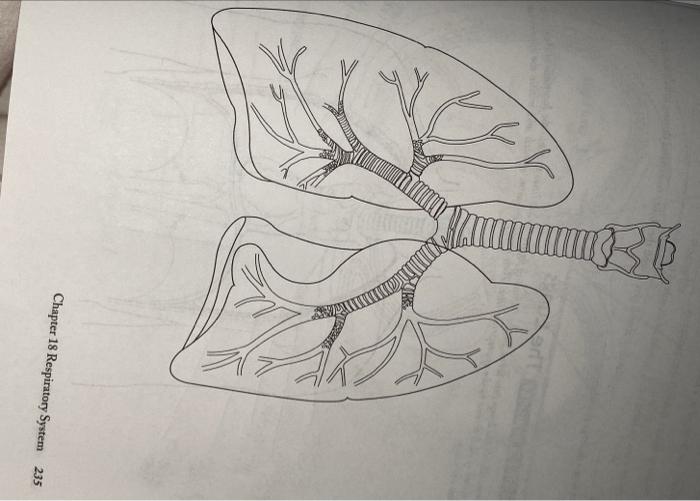 Larynx Trachea Primary Bronchi Secondary Bronchi Tertiary Bronchi Bronchioles 2