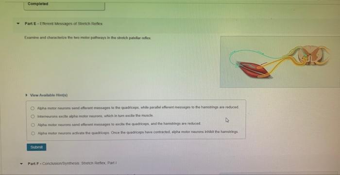 Completed Part E Efferent Messages Of Stretch Reflex Examine And Characterize The Two Motor Pathways In The Stretch Pate 1