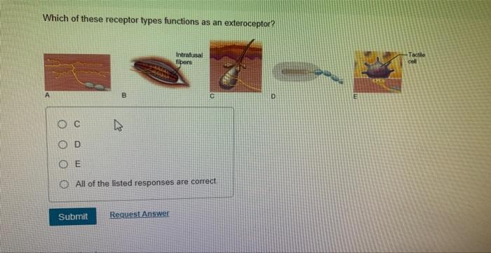 Which Of These Receptor Types Functions As An Exteroceptor 1