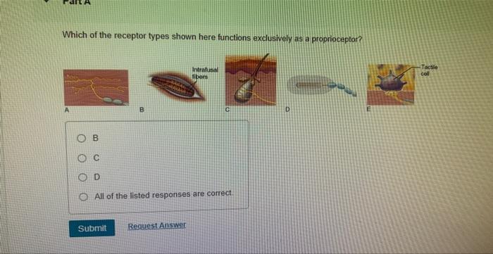 Which Of The Receptor Types Shown Here Functions Exclusively As A Proprioceptor Ob Od All Of The Listed Responses Are C 1