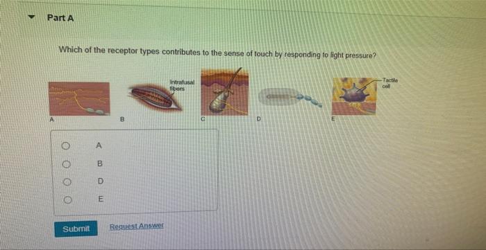 Part A Which Of The Receptor Types Contributes To The Sense Of Touch By Responding To Light Pressure O O Submit A B 1