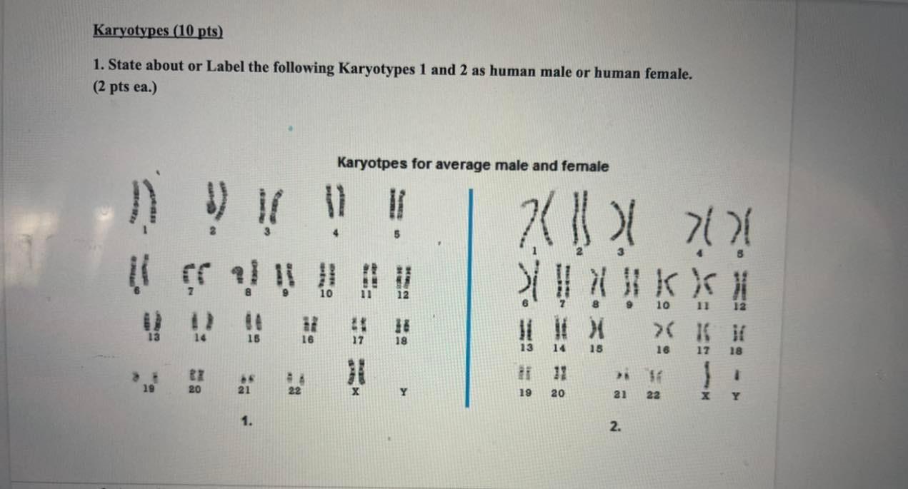 Karyotypes 10 Pts 1 State About Or Label The Following Karyotypes 1 And 2 As Human Male Or Human Female 2 Pts Ea 1