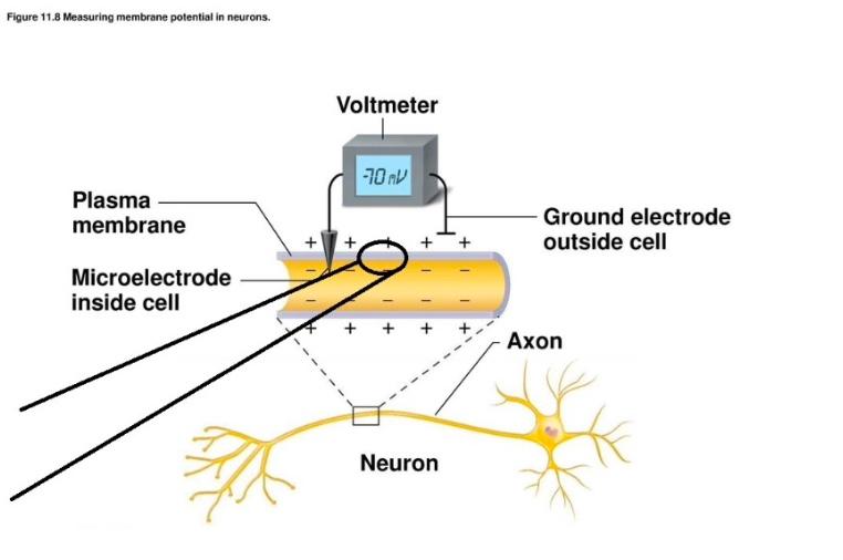 For A Neuron To Work Properly It Needs To Maintain A Potential Difference Of 70 Mv Across The Cell Membrane With The 1