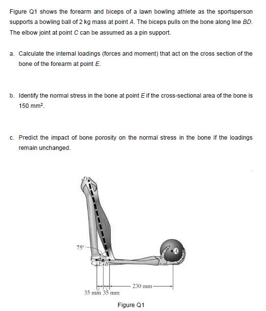 Figure Q1 Shows The Forearm And Biceps Of A Lawn Bowling Athlete As The Sportsperson Supports A Bowling Ball Of 2 Kg Mas 1