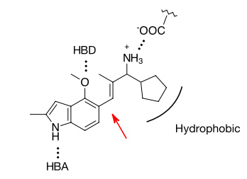 A Particular Compound Binds To An Active Site With The Interaction As Shown Due To Steric Hindrance The Bond Indicated 1