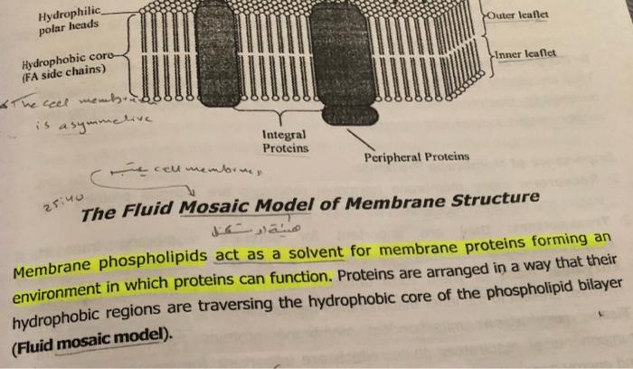 Outer Leaflet Hydrophilic Polar Heads Inner Leaflet Hydrophobic Coro Fa Side Chains The Cell Membe Is Asymmelive Inte 1