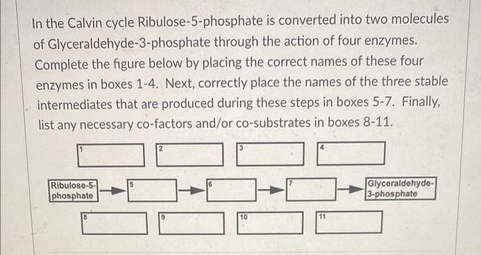 In The Calvin Cycle Ribulose 5 Phosphate Is Converted Into Two Molecules Of Glyceraldehyde 3 Phosphate Through The Actio 1