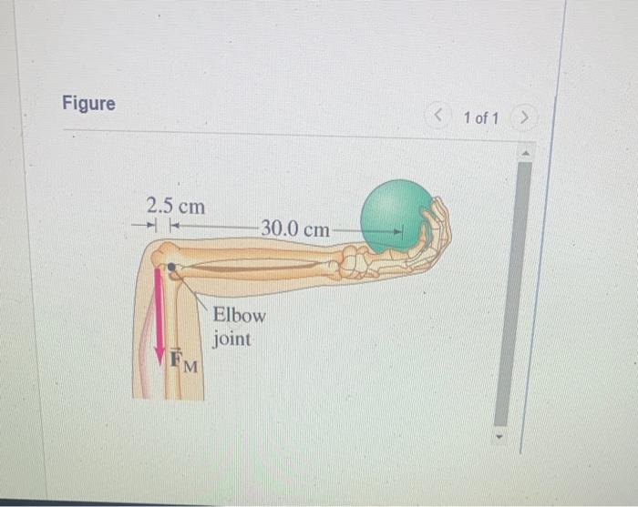 Figure Approximately What Magnitude Force Fm Must The Extensor Muscle In The Upper Arm Axert On The Lower Arm To Hold 1