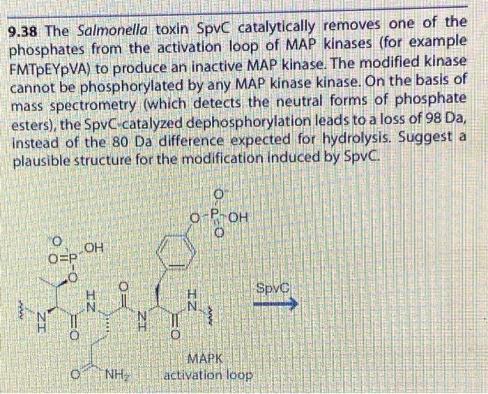 9 38 The Salmonella Toxin Spvc Catalytically Removes One Of The Phosphates From The Activation Loop Of Map Kinases For 1