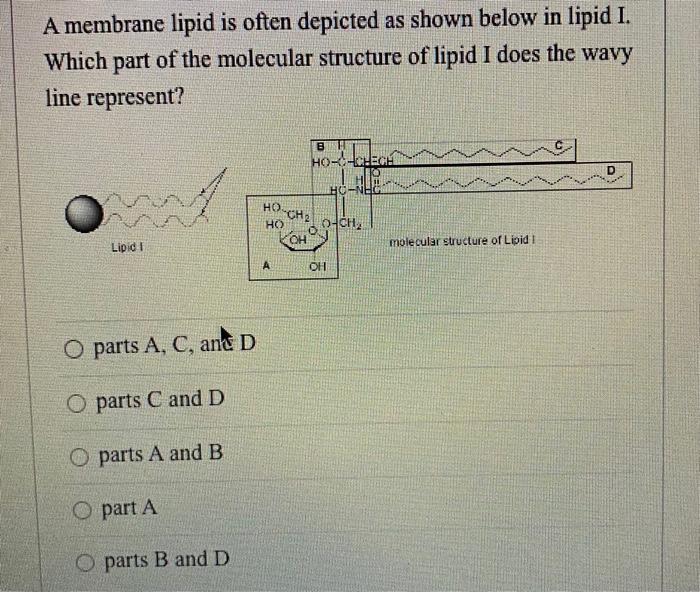 A Membrane Lipid Is Often Depicted As Shown Below In Lipid I Which Part Of The Molecular Structure Of Lipid I Does The 1