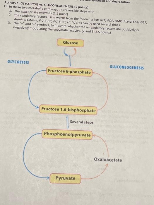 Activity 1 Glycolysis Vs Gluconeogenesis 5 Points Fill In These Two Metabolic Pathways At Irreversible Steps With 1 1