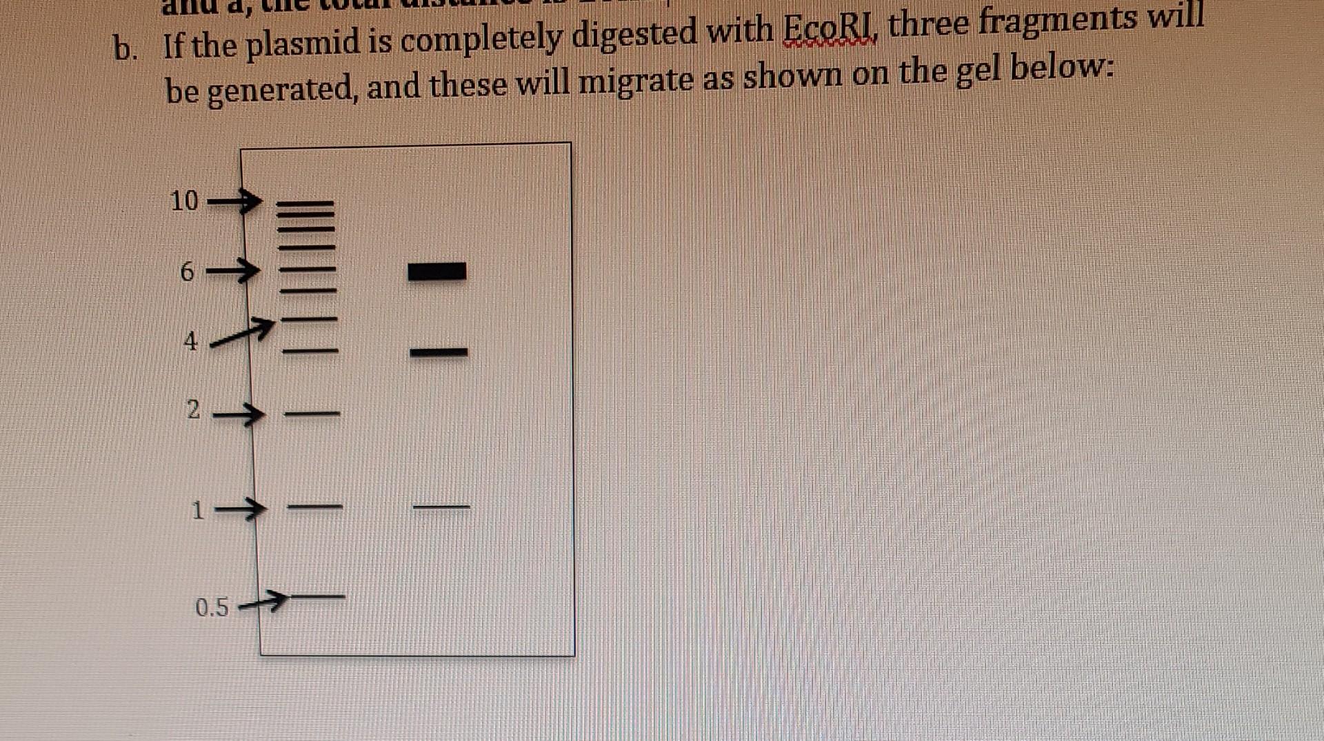 A Restriction Enzyme Ecorl Cuts A Plasmid At The Three Sites Shown Above Distances Between The Sites Are Indicated A 2