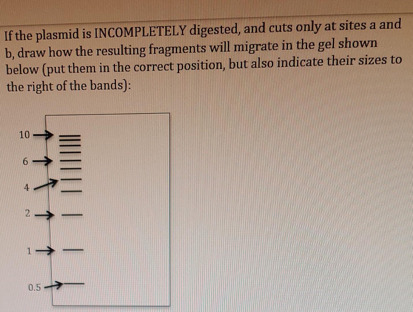 A Restriction Enzyme Ecorl Cuts A Plasmid At The Three Sites Shown Above Distances Between The Sites Are Indicated A 3