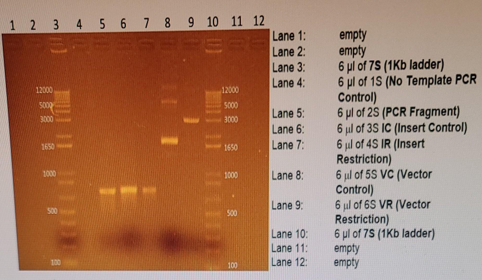 Attach Your Table Showing The Migration Distances For The Mw Markers 1 Kb Ladder Pcr Fragment And Vector Both Diges 4