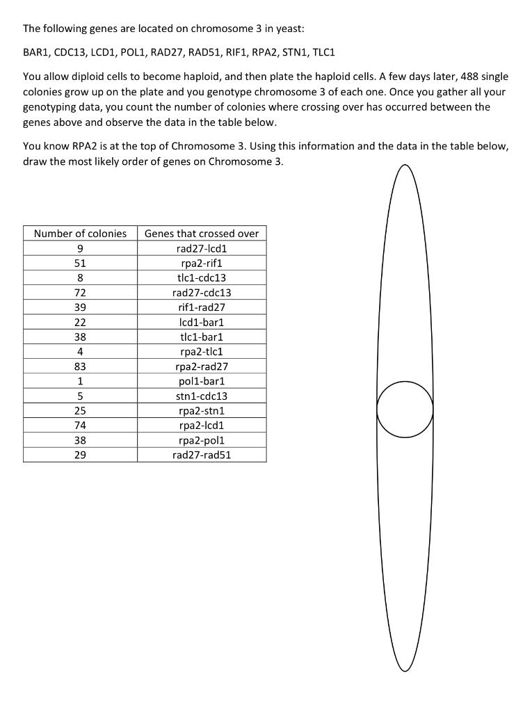 The Following Genes Are Located On Chromosome 3 In Yeast Bar1 Cdc13 Lcd1 Pol1 Rad27 Rad51 Rif1 Rpa2 Stn1 Tlc1 1