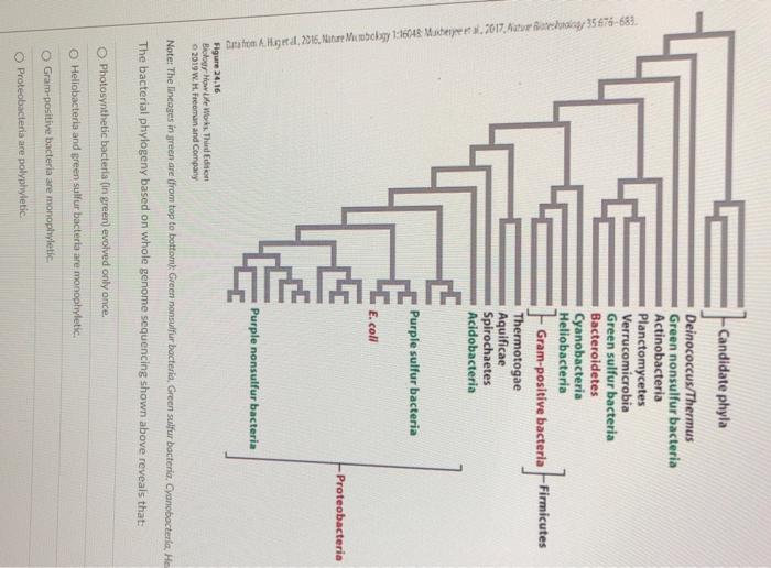 Note The Lineoges In Jreen Are Ifrom Top To Bottomk Creen Nonsulfur Bacteria Green Suifur Bacteria Cyancbocteria He 1