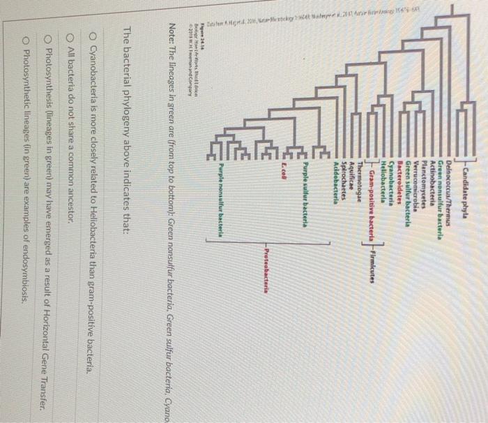 Note The Lineages In Green Are From Top To Bottom Green Nonsulfur Bacteria Green Sulfur Bacteria Cyan The Bacteri 1