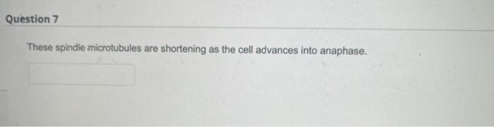 These Spindle Microtubules Are Shortening As The Cell Advances Into Anaphase 1