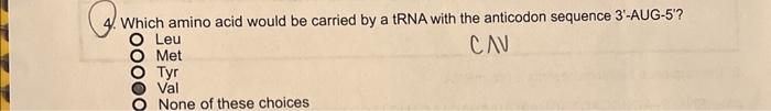 4 Which Amino Acid Would Be Carried By A Trna With The Anticodon Sequence 3 Aug 5 Leu Cn Met Tyr None Of These Choic 1