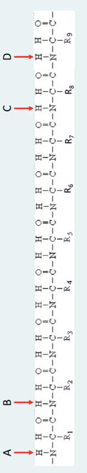 Help Amino Acid Sequence Below Forms An Alpha Helix The Carbonyl Oxygen Of R5 Amino Acid Forms A Hydrogen Bond With Wh 1