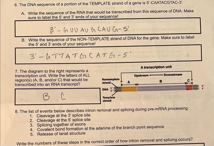 6 The Dna Sequence Of A Portion Of The Template Strand Of A Gene Is 5 Caatacgtac 3 A Write The Sequence Of The Rna 1