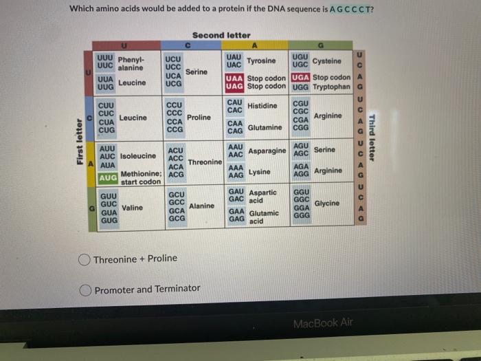 Which Amino Acids Would Be Added To A Protein If The Dna Sequence Is A G C C Ct Threonine Proline Promoter And Termin 1