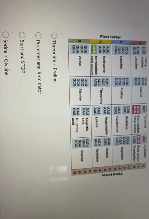 Which Amino Acids Would Be Added To A Protein If The Dna Sequence Is A G C C Ct Threonine Proline Promoter And Termin 2