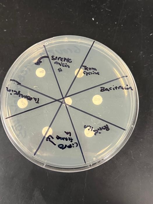 Standards For Antimicrobial Disc Diffusion Susceptibility Tests Tror Ctarryoceco Vor Erieromono Rey Stactionoco Example 1