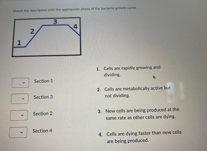 Match The Description With The Appropriate Phase Of The Bacterial Growth Curve 1 Cells Are Rapidly Growing And Dividin 1